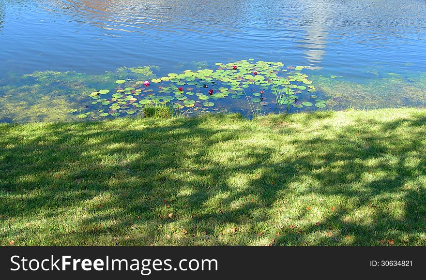 Pond landscape with water lilies in bloom. Pond landscape with water lilies in bloom