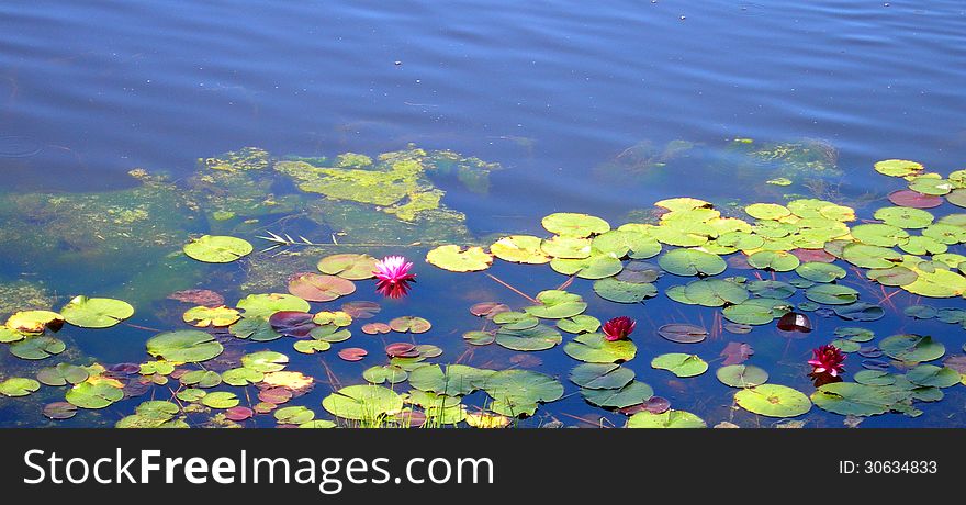 Water Lilies On A Pond