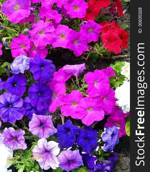 Spring flower beds with hot pink, red, white and purple petunias flowering. Spring flower beds with hot pink, red, white and purple petunias flowering