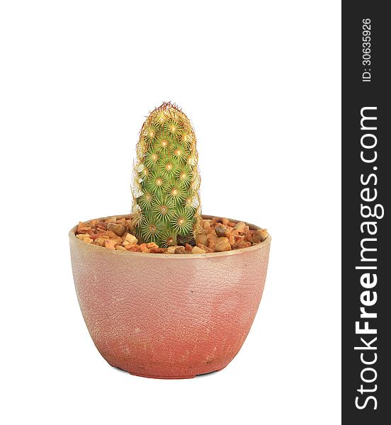 Cactus in pot isolated on white background