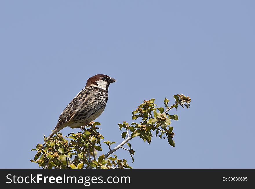 A spanish sparrow is perching on bushes. A spanish sparrow is perching on bushes