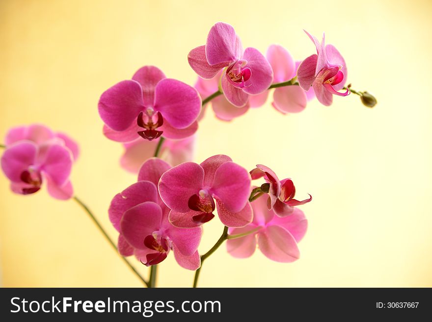 Pink orchid on yellow background