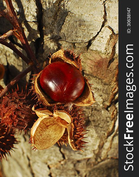 Branch with chestnuts in peel.