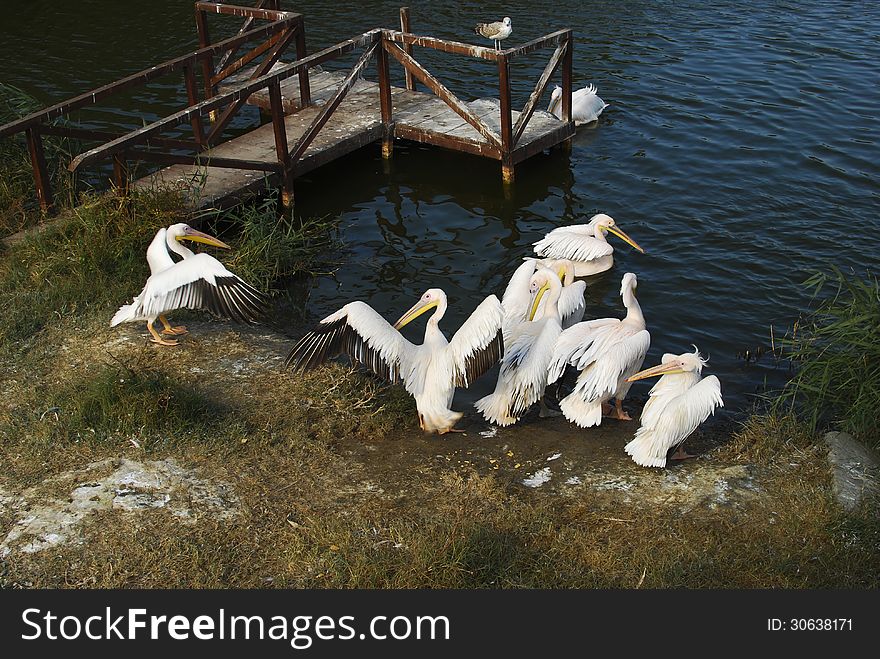 Free pelicans in Constanta zoo. Romania.
