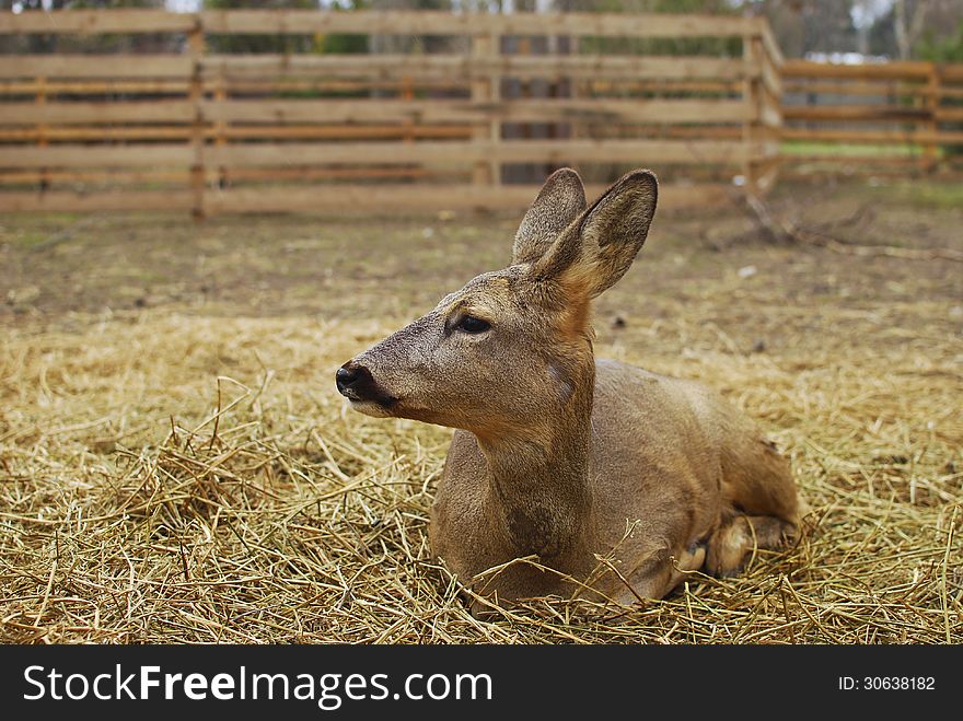 Deer resting in zoo, near Constanta, Romania.