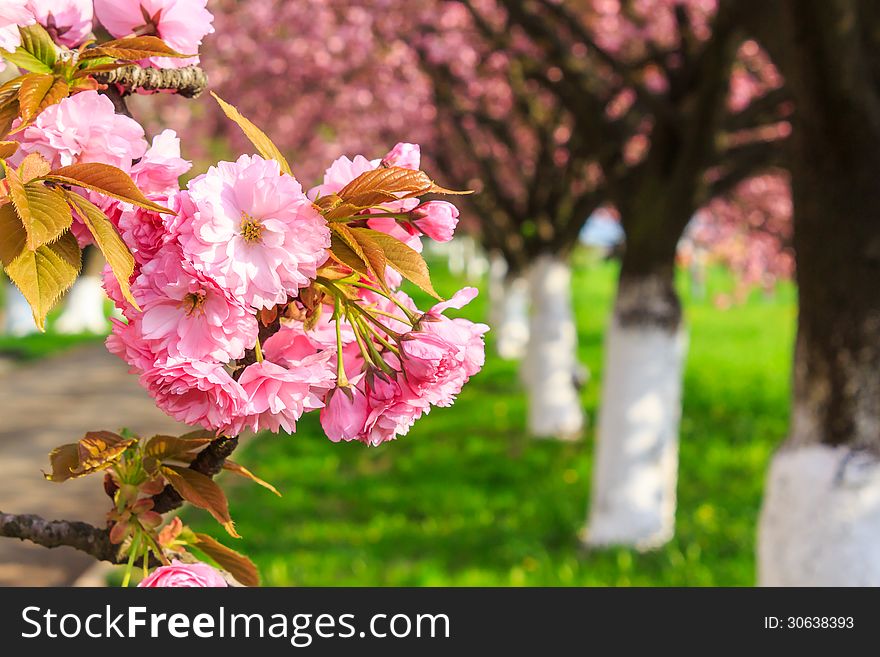 Pink Blossomed Sakura Flowers