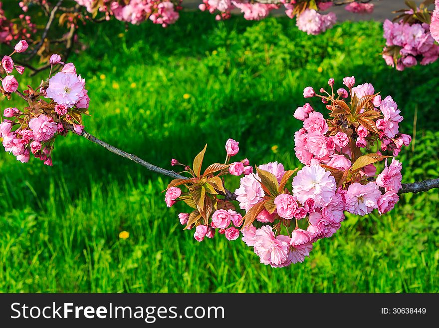 Pink flowers blossomed above fresh green grass this spring on the branches of Japanese sakura. Pink flowers blossomed above fresh green grass this spring on the branches of Japanese sakura