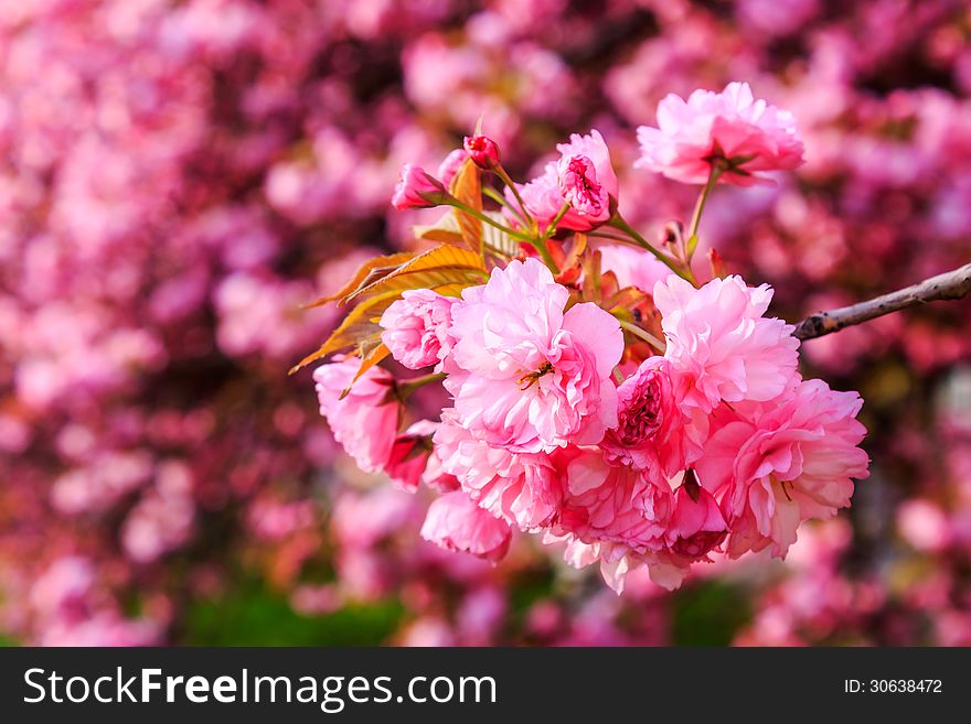 Pink Blossomed Sakura Flowers