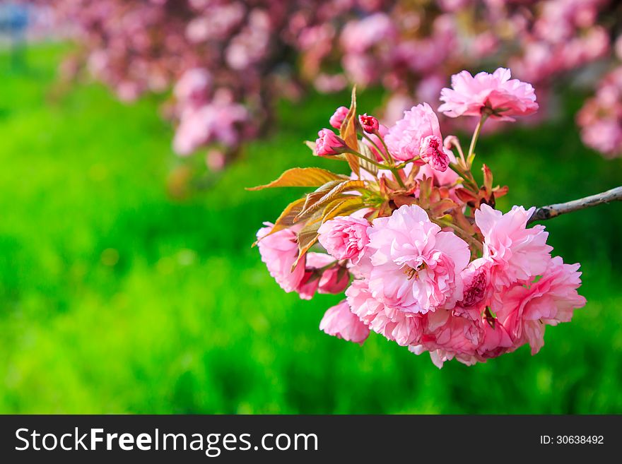 Pink Flowers Above Grass On Sakura Branches