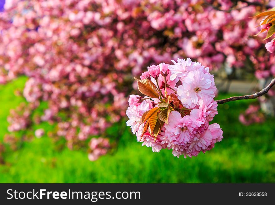 Delicate pink flowers blossomed Japanese cherry trees. Delicate pink flowers blossomed Japanese cherry trees