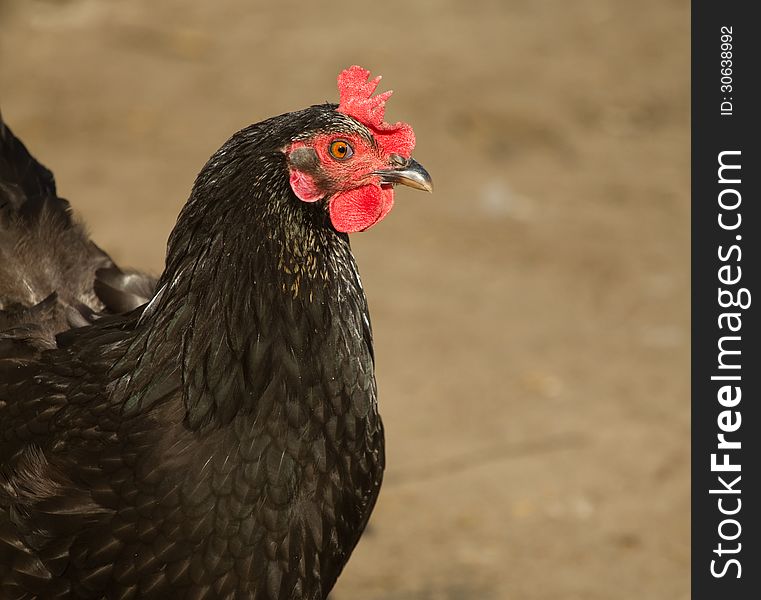 Portrait of a black chicken. Portrait of a black chicken