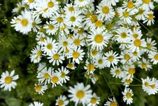 Flowering Chamomile. Background. Chamomiles Flowers Over Blur Green Grass Background. Stock Photo