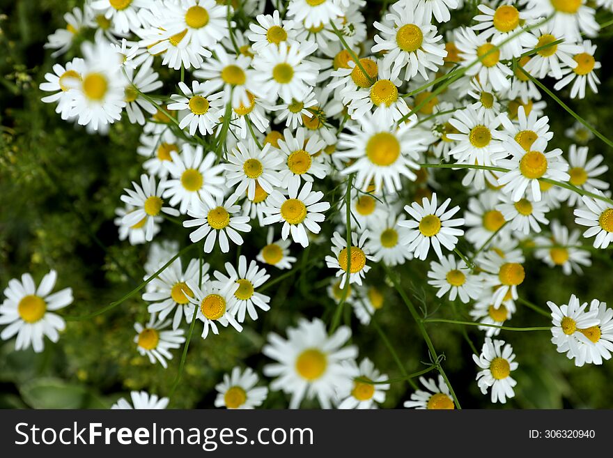 Flowering Chamomile. Background. Chamomiles Flowers Over Blur Green Grass Background.