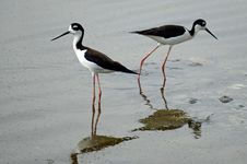 Black Neck Stilts &x28;Himantopus Mexicarus&x29; Stock Images Black Neck Stilts &x28;Himantopus Mexicarus&x29; Stock Images