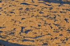 Corn Drying On The Sun In The Village. Sapa. Stock Photography Corn Drying On The Sun In The Village. Sapa. Stock Photography