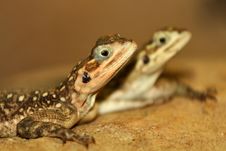 Agama Royalty Free Stock Photo Agama Royalty Free Stock Photo
