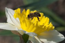 Bee On Narcissus Stock Photography