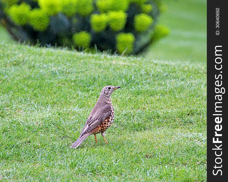 Photo of a beautiful song thrush bird looking for a tasty meal in a whitstable park. photo taken on 26th april 2013. Photo of a beautiful song thrush bird looking for a tasty meal in a whitstable park. photo taken on 26th april 2013.