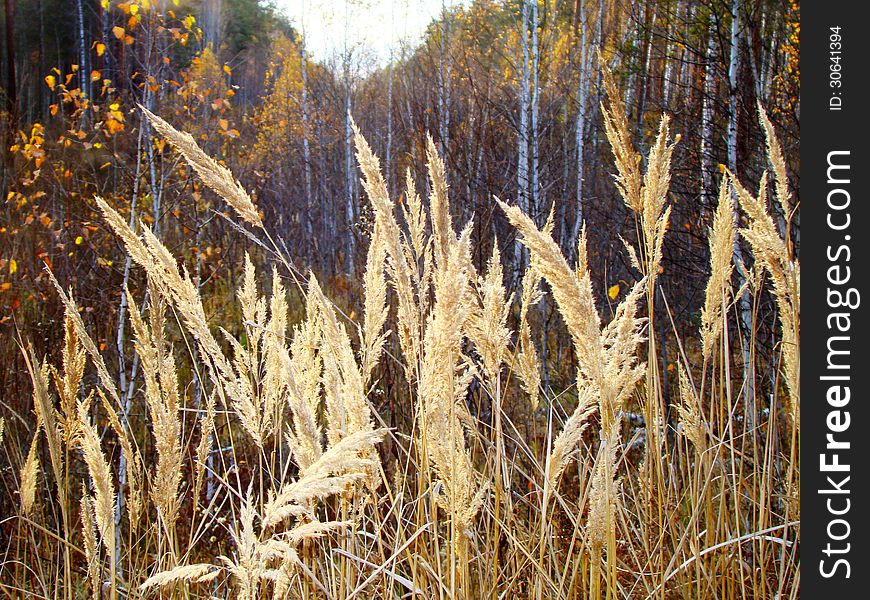 The yellow grass grows on the bank of the forest lake. The yellow grass grows on the bank of the forest lake