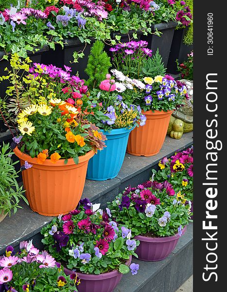 Colorful Flowerpots On Display