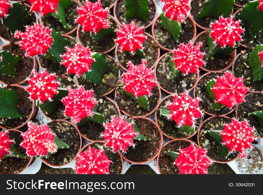 Red Cactus with flower in pots