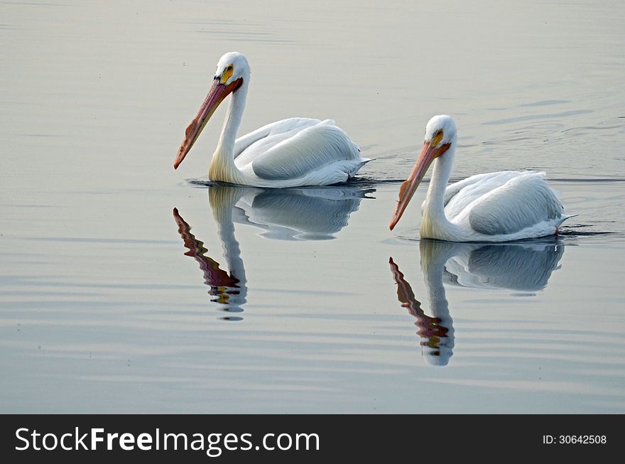 American White Pelicans at the Salton Sea State Recreation Area in the California Desert. American White Pelicans at the Salton Sea State Recreation Area in the California Desert.