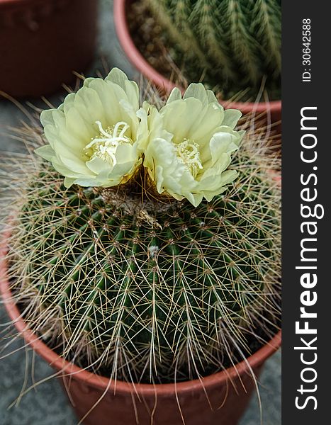 Cactus with flower in a pot
