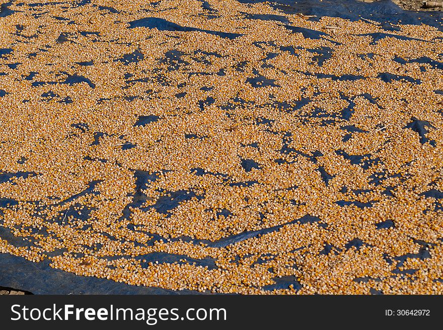 Corn Drying on the sun in the village Sapa. Vietnam. Corn Drying on the sun in the village Sapa. Vietnam.