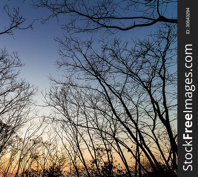 Silhouette the tree at sunset background. Silhouette the tree at sunset background