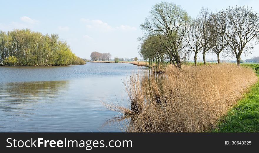 Dutch landscape with a wide stream, yellowed reeds and green coloring trees with young leaves. Dutch landscape with a wide stream, yellowed reeds and green coloring trees with young leaves.