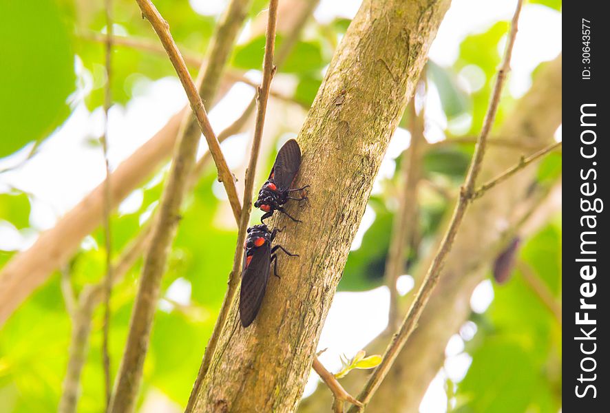 Cicada holding on a tree. Cicada holding on a tree