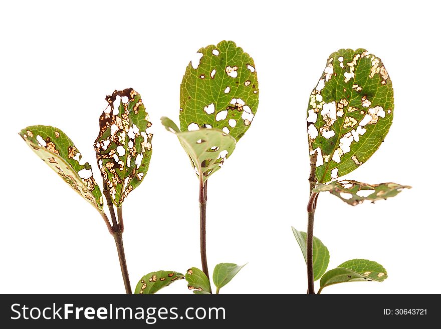 Leaves with holes eaten by insects, isolated on white