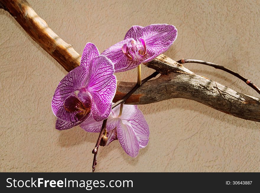 Pink orchid branch on the neutral background