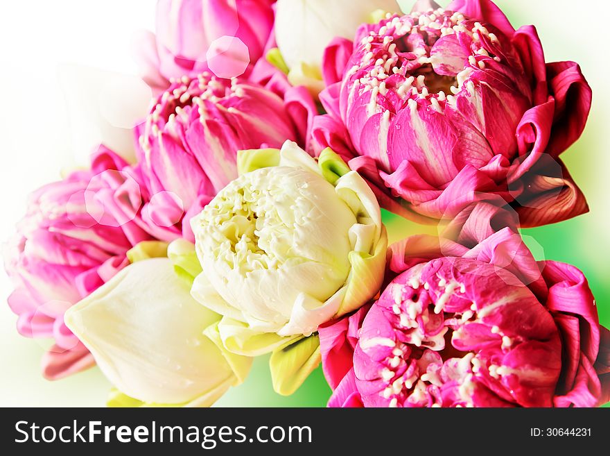 Closeup beautiful pink and white lotus flowers