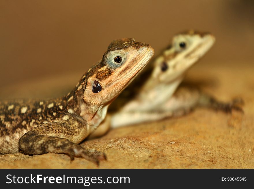 Agama lizard is a small zoo from