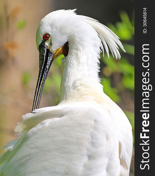 Eurasian Spoonbill his portrait is a large bird. Eurasian Spoonbill his portrait is a large bird