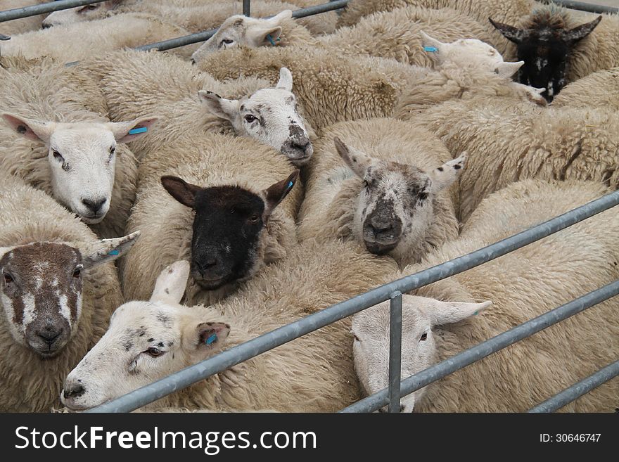 Sheep in a Metal Pen at an Animal Auction Market. Sheep in a Metal Pen at an Animal Auction Market.