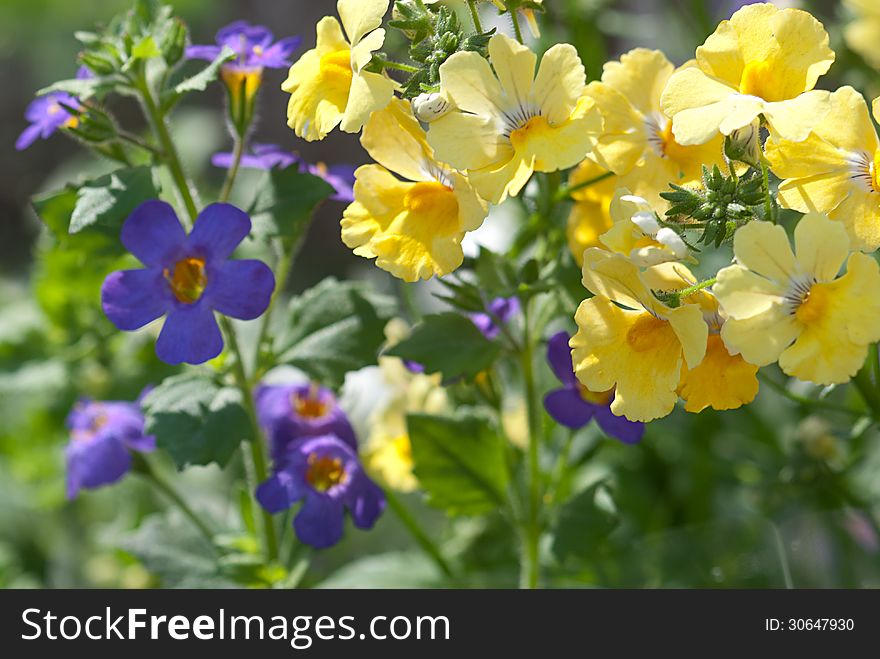 Fresh garden flowers blue and yellow. Fresh garden flowers blue and yellow