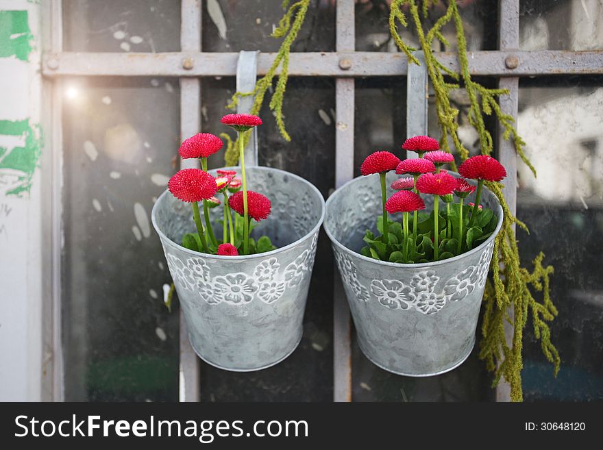 Red flowers in a shabby pot. Red flowers in a shabby pot