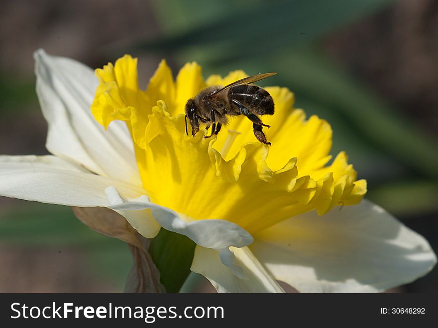 Narcissus working bee on a spring in the garden. Narcissus working bee on a spring in the garden