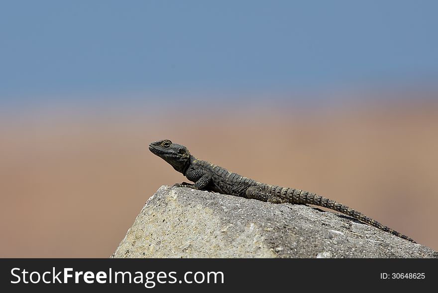 Roughtail Rock Agama sunbathing on a rock. Roughtail Rock Agama sunbathing on a rock