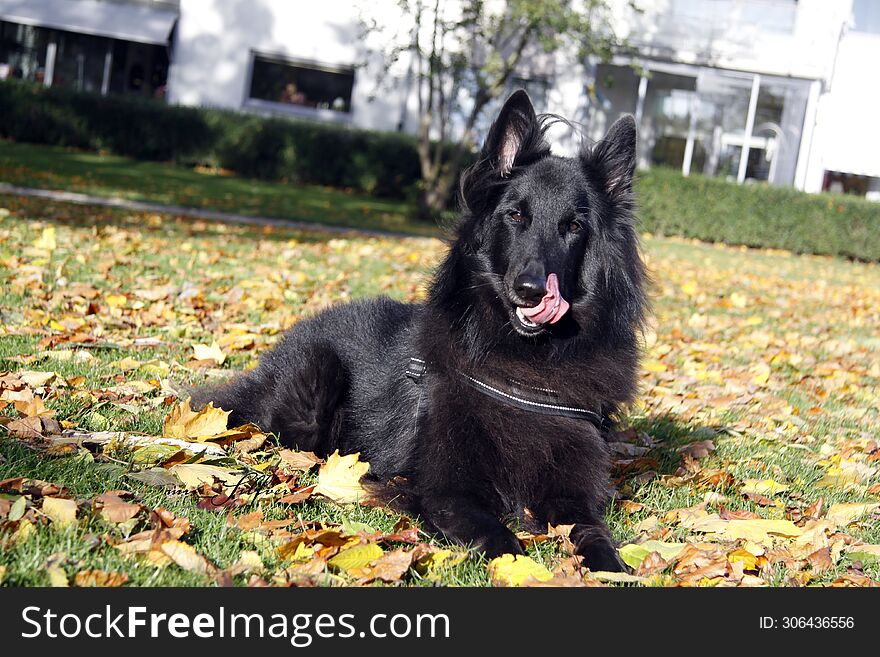 Belgian Shepherd Groenendael black dog in fall setting