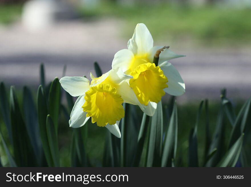 Easter P�sklilja Narcissus pseudonarcissus