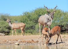 Kudu And Impala - African Watering Hole Social Antics Stock Photography