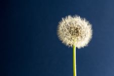 Taraxacum Officinale Royalty Free Stock Photos Taraxacum Officinale Royalty Free Stock Photos