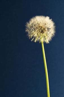 Taraxacum Officinale Stock Photos Taraxacum Officinale Stock Photos