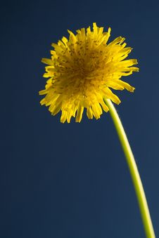 Taraxacum Officinale Stock Images Taraxacum Officinale Stock Images