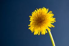 Taraxacum Officinale Royalty Free Stock Photography Taraxacum Officinale Royalty Free Stock Photography