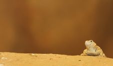 Iguana Stock Photography