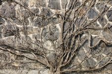 Roots On The Wall Royalty Free Stock Photo Roots On The Wall Royalty Free Stock Photo